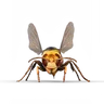 Furnet Origin