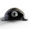 Furtle B