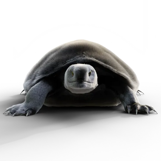 Furtle B