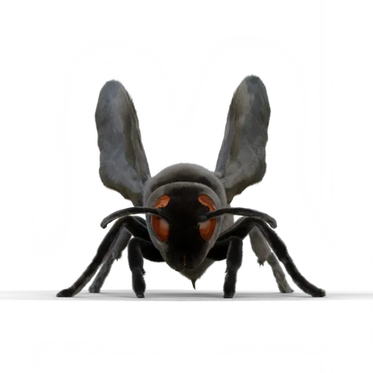 Furnet B