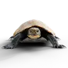 Furtle Origin