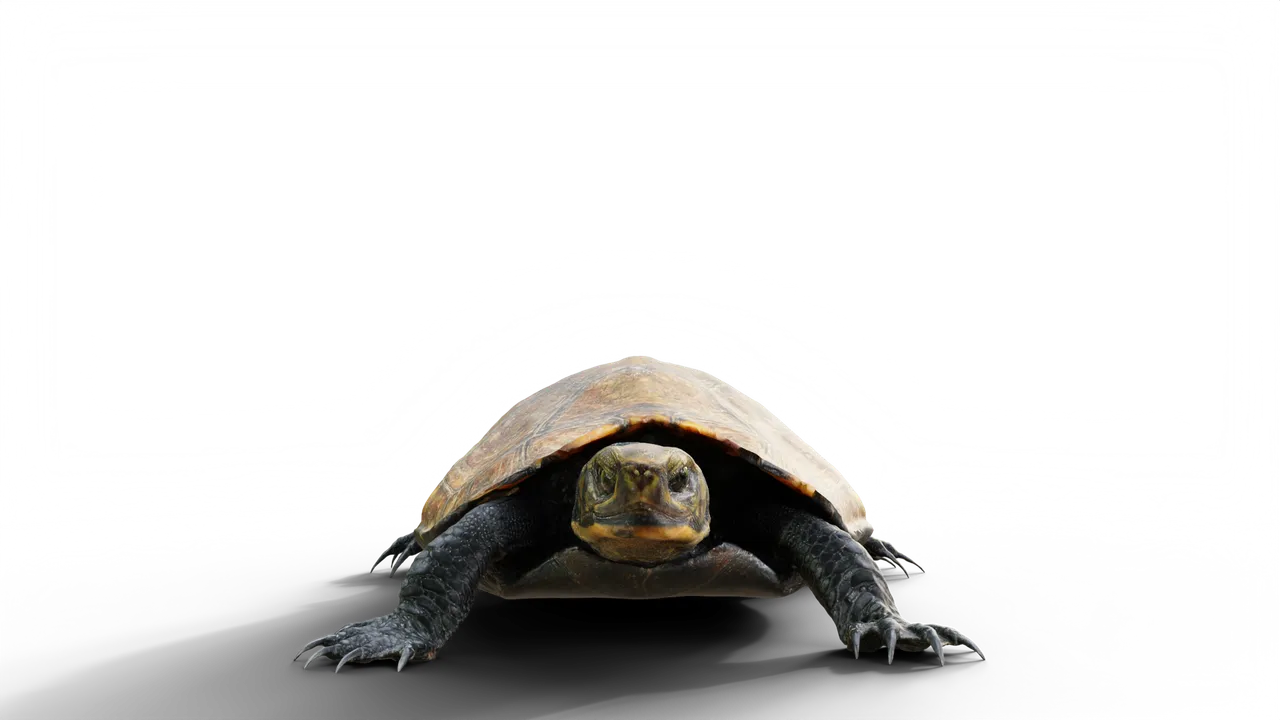 Furtle Origin
